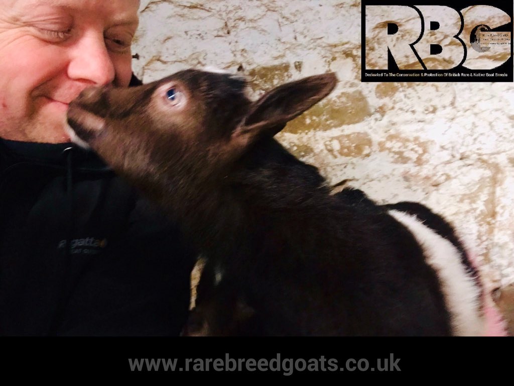 RareBreedGoats's tweet photo. The love of goats, when I'm in the kidding barn and one of this years new born Bagot Goats comes up and gives you a kiss, you know that life is good, that life is wonderful, that life is full of love ❤️

#rarebreedgoats #bagotgoats #britishprimitivegoats #goldenguernseygoats https://t.co/8EvkGoVLc3