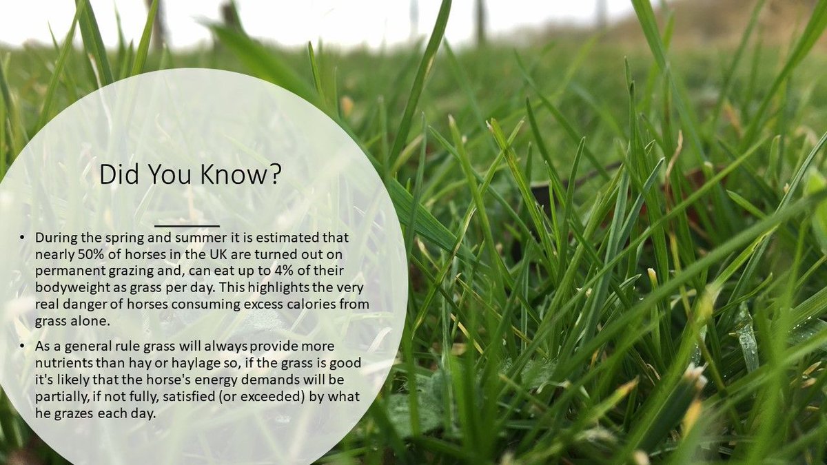 #knowyourhorse #equinenutrition #equinenutritionmatters #horsescout #springgrass #gooddoers