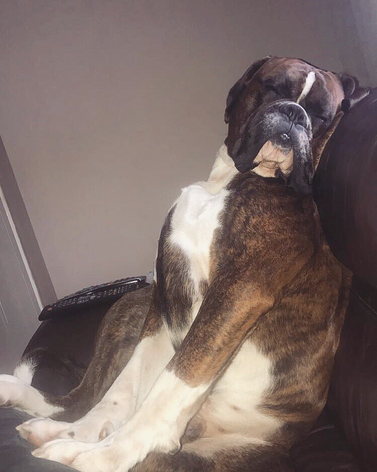 RTheboxer's tweet photo. https://t.co/3BDzTHQX2Y