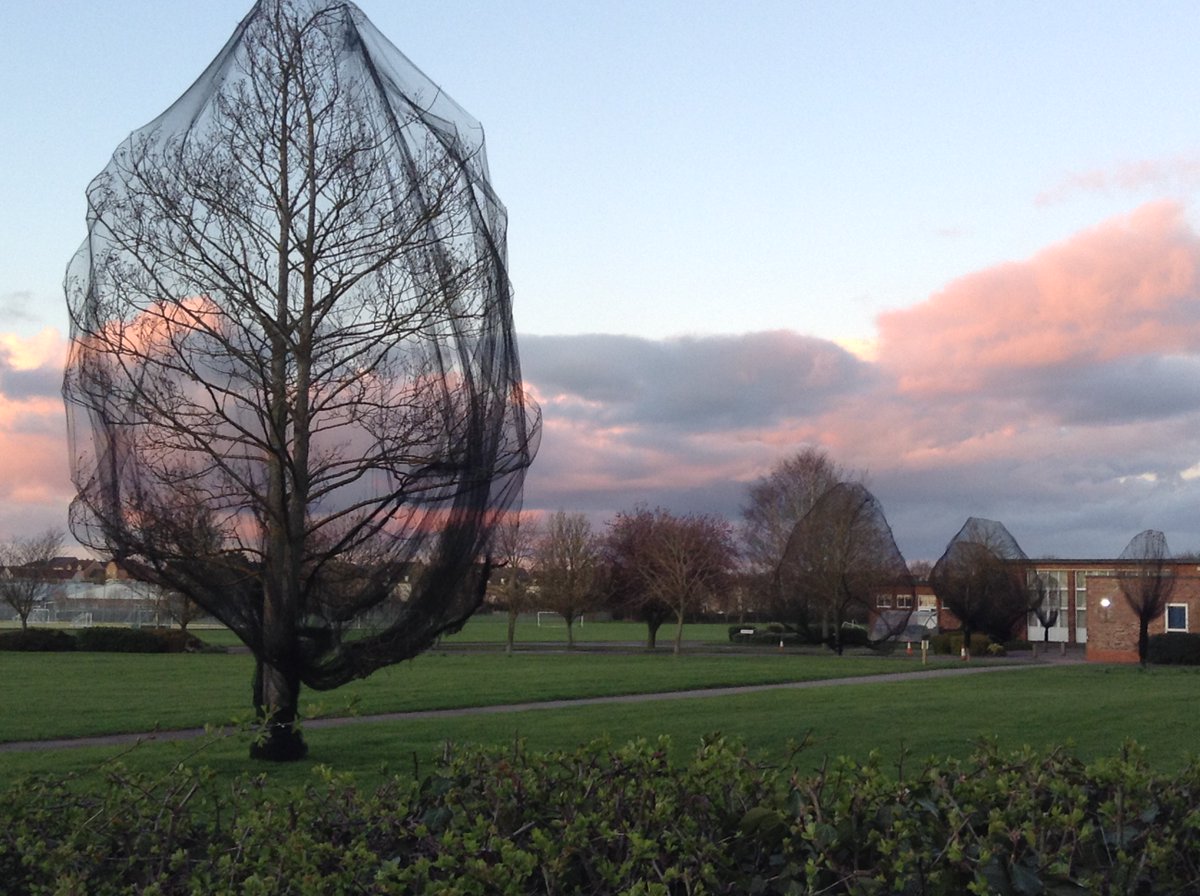 EwartElaine's tweet photo. Sorry to see trees netted at Highfields Ely Academy, preventing birds from nesting. @ActiveLearningT What is the reason for this, please, at a time when wildlife habitats are in steep decline? What are your pupils learning about our relationship with nature? @M_Z_Harrison https://t.co/Tr3RK43eyH