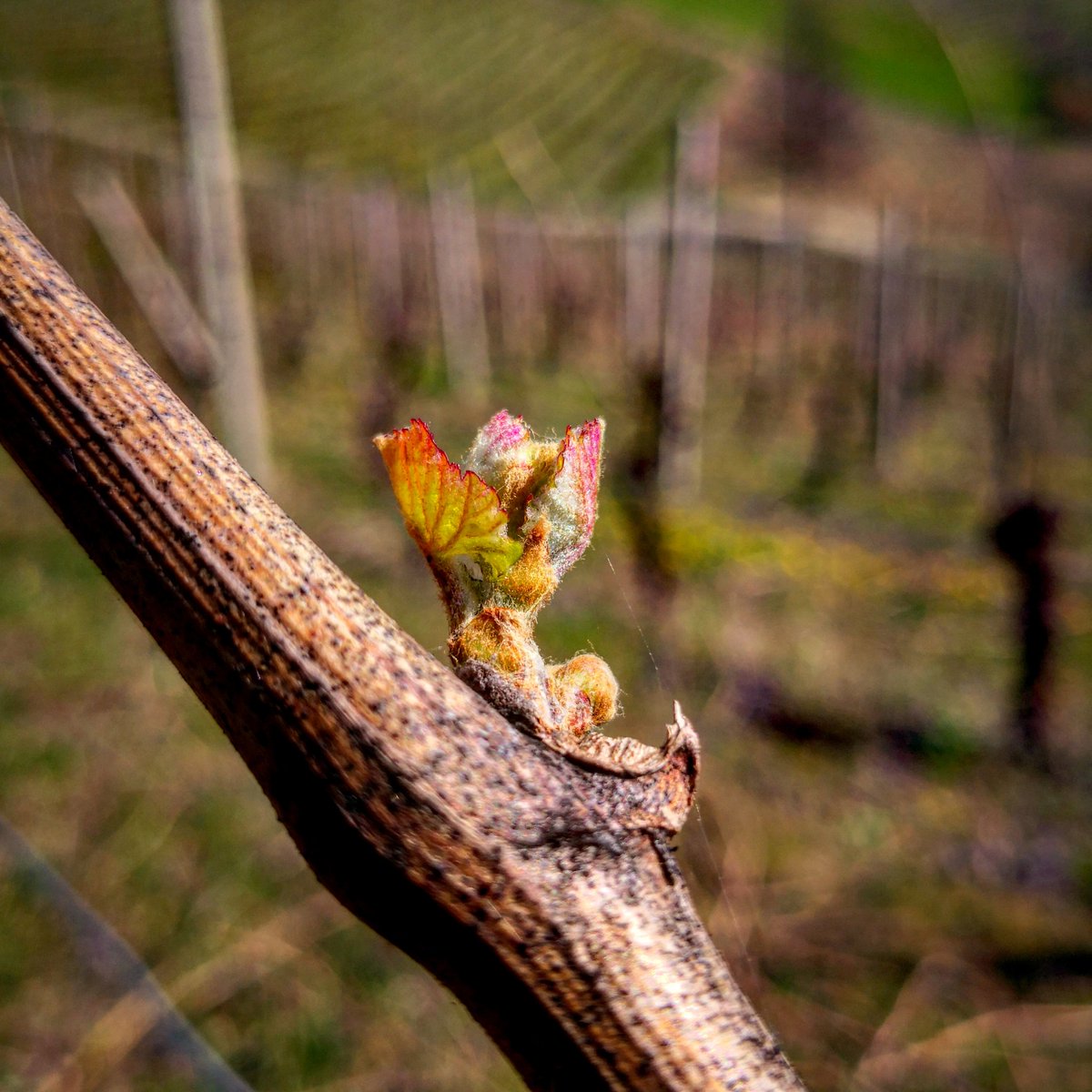 It all starts like this 🌻#spring #Nebbiolo #soridellapezzea #dianodalba #instalanghetti #ig_cuneo #ig_piemonte #loves_united_cuneo #volgocuneo #volgopiemonte #paesaggidivini #wine #instawine #nofilters #cool #tabuiando #tabui #gemme