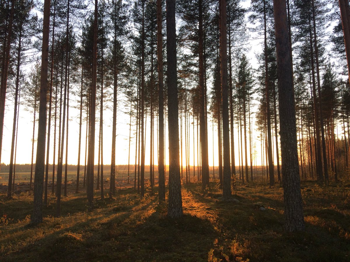 MEOLry's tweet photo. Metsä on meille korvaamaton luonnonvara sosiaalisesti, taloudellisesti, ekologisesti ja kulttuurillisesti. Hyvää metsäpäivää! 🌲🌳 #metsäpäivä https://t.co/XGybBOsYnu