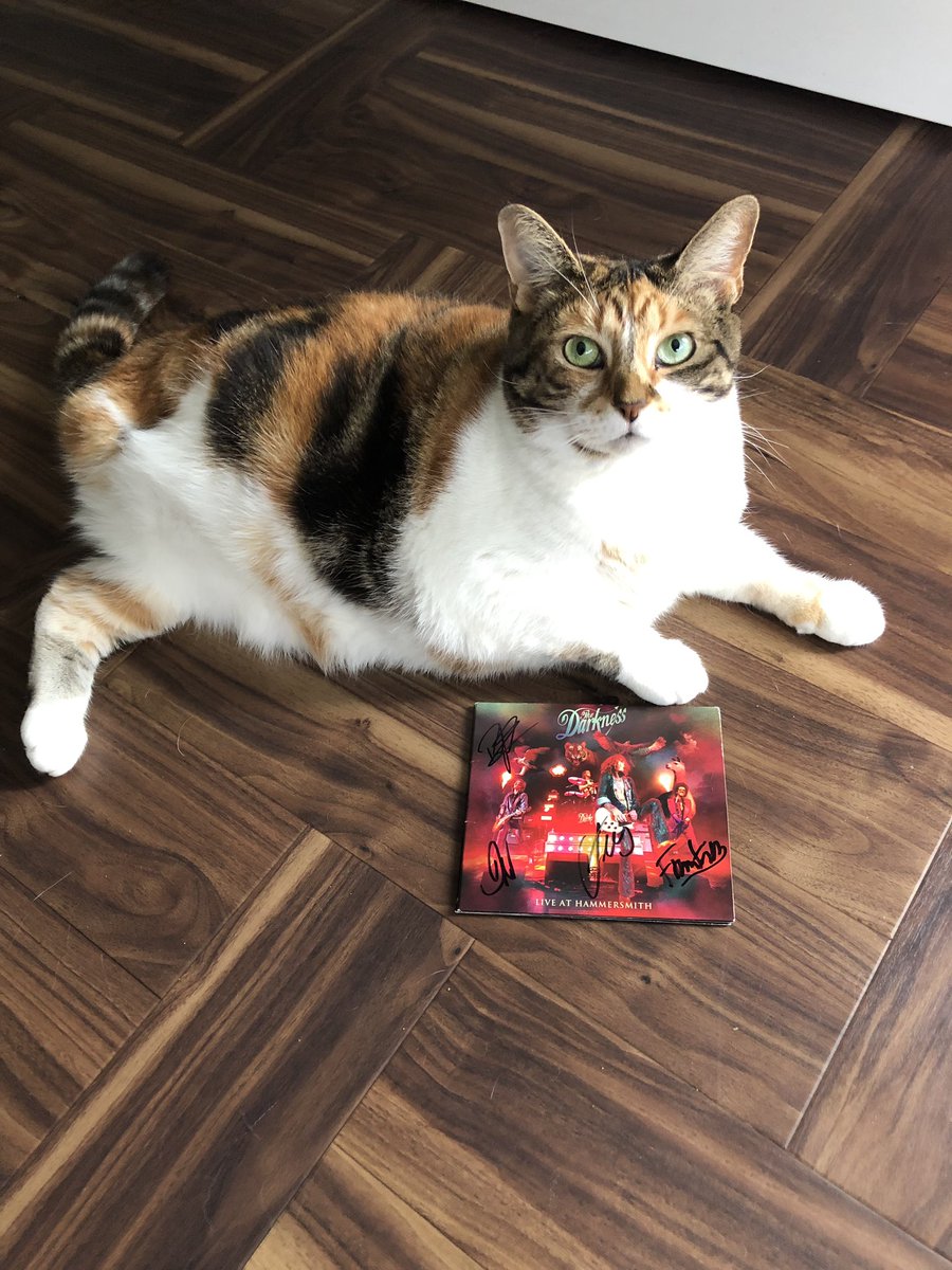 worthycab's tweet photo. Have you got your paws on a copy of #LiveAtHammersmith by #thedarkness yet? @thedarkness #Ruby #tripawd #threelegs https://t.co/Ga6G4jNl7l
