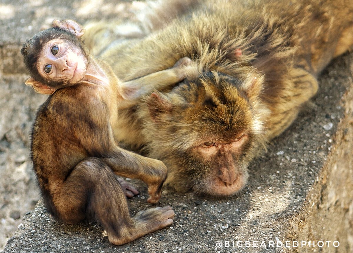 BigBeardedPhoto's tweet photo. Mother and son #monkey #naturephotography #gibraltar https://t.co/aVIu1CgzkO