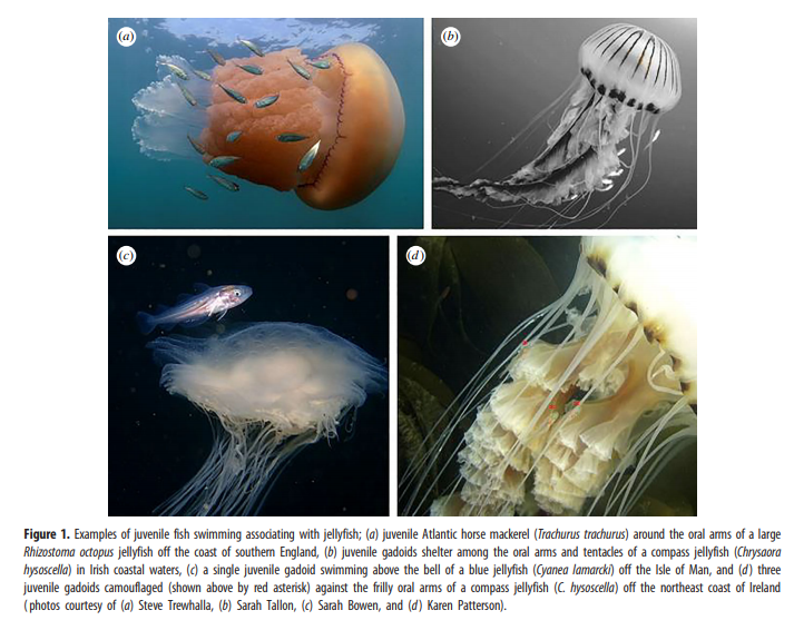 Fresh from the press an incredible paper on fish – jellyfish associations! Well done Isabella Capellini, @chris_harrod and colleagues! Unravelling the macro-evolutionaryecology of fish – jellyfish associations: life in the ‘gingerbread house’ royalsocietypublishing.org/doi/10.1098/rs…