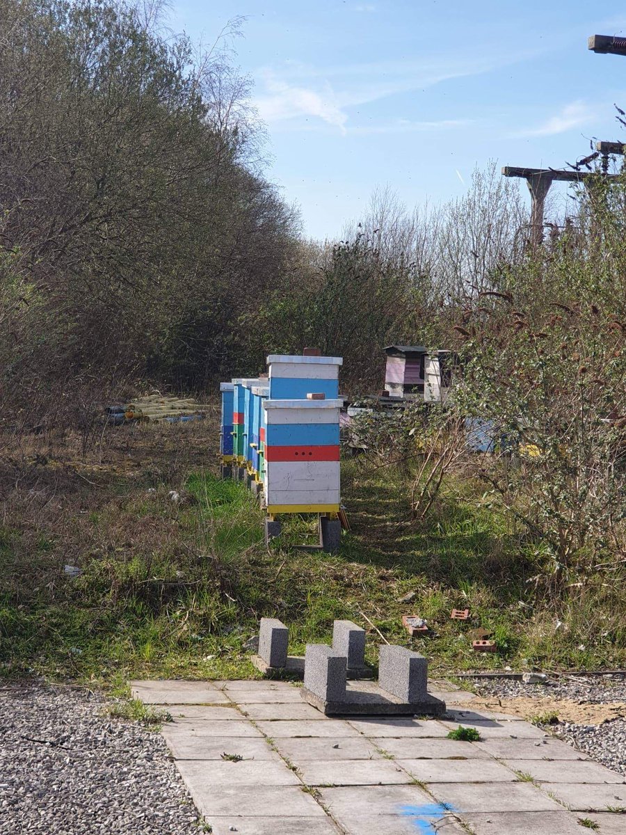 DiscoverySurvey's tweet photo. Our surveys are the bees knees 🐝

Cheesy i know but seemed apt after working around all these bees yesterday 😀

#utilitymapping #utilitysurveyors #radarsurveys #GPR #PAS128 #surveyors #cheesy #beesknees #utilitylocation #drainagemapping https://t.co/NbwvOVB3kx