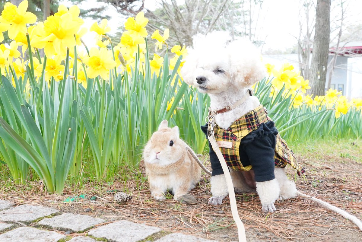 犬とうさぎ 犬とうさぎ