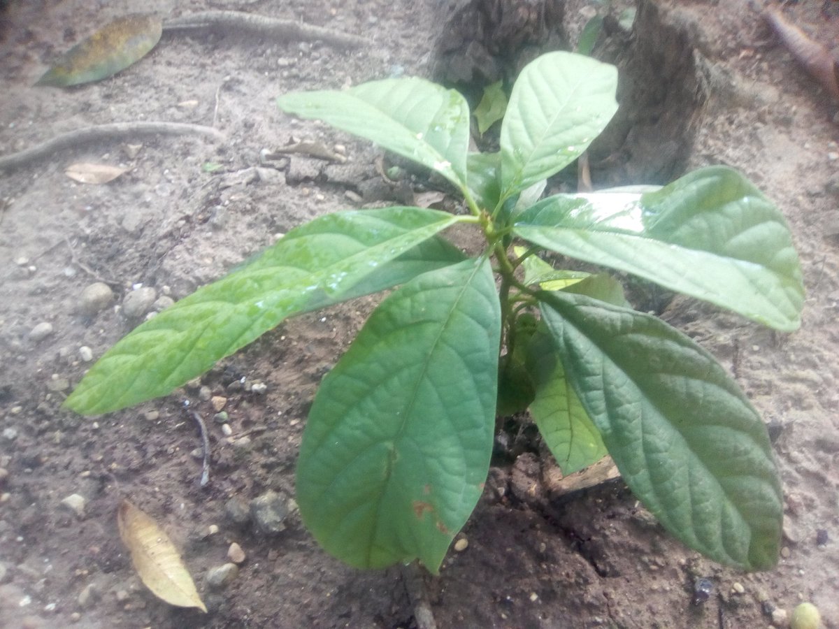 De aquí a unos años esta planta de aguacate gestará su fruto para mi hijo, nietos, vecinos... En fin, para todos, sin embargo debe pasar mucho tiempo, pero vale la pena esperar.

Buenos días, patriotas. El sol de Venezuela nave en el Esequibo.

#21Mar
#FelizJueves