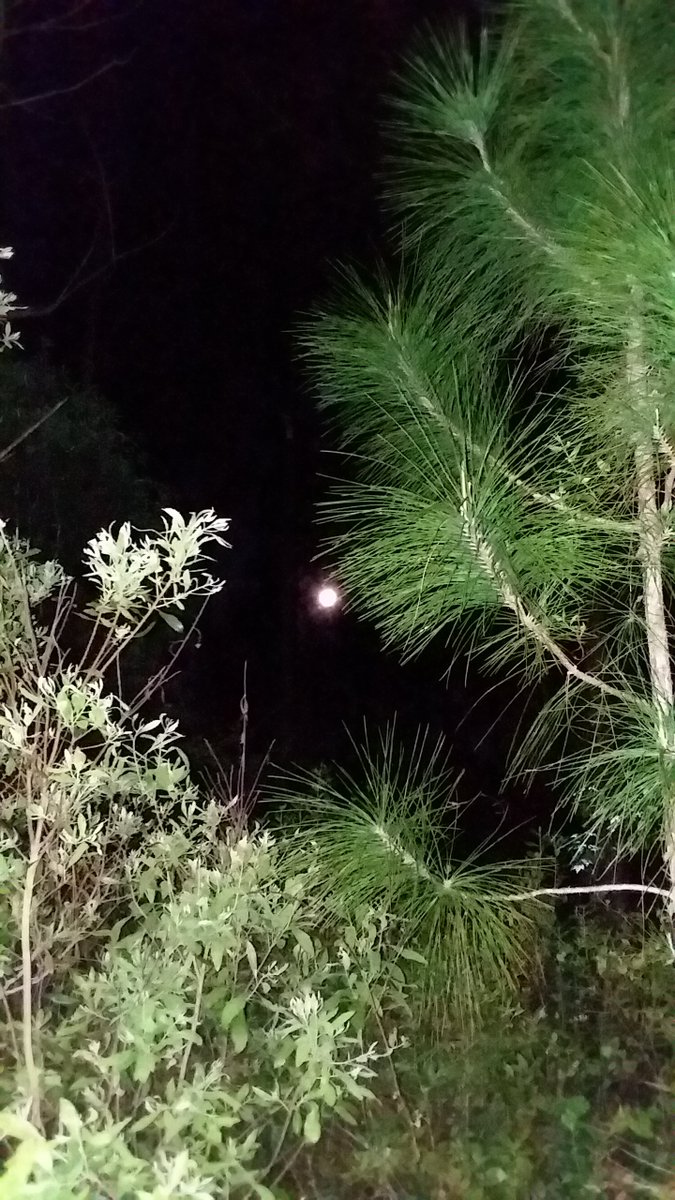 sawpine9's tweet photo. Took Miss Tara on her full Moon morning walk. She will worry you to death till she gets her walk.
#housedogs #dogwalker #dogsoftwitter https://t.co/aGLXoKIvLT
