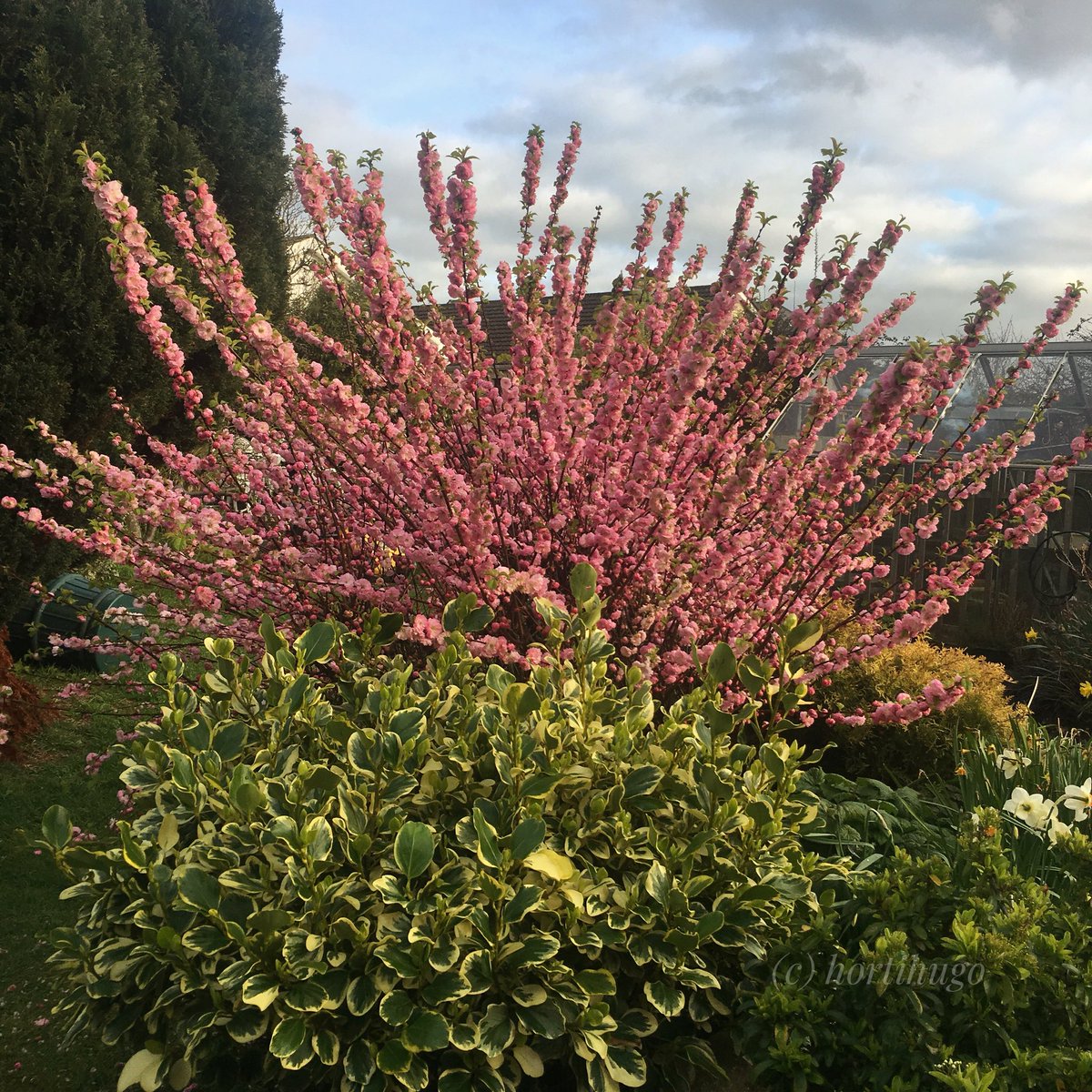 Hugh_Cassidy's tweet photo. This is the very beautiful Prunus triloba, the flowering almond, in full flower in mum’s garden 💚💕
It was one I had in a pot and gave to her to mind about 15 years ago ... she swiftly planted it and has enjoyed it ever since ... 🤔😆😁💕 https://t.co/0zyKGuSipi