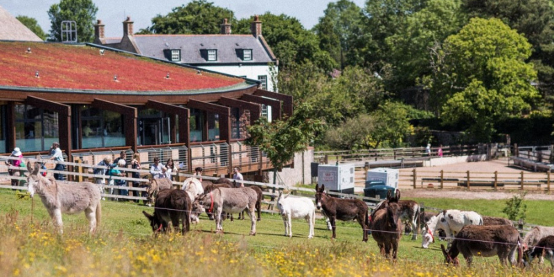 tbrsouthwest's tweet photo. The @DonkeySanctuary is a UK based charity that works to improve conditions for working donkeys and mules across the world.
In Sidmouth they have conference facilities and amazing cafe too.
#swbhub #swbconnect
https://t.co/BK5Ab284qo https://t.co/MiwGwOpZMk