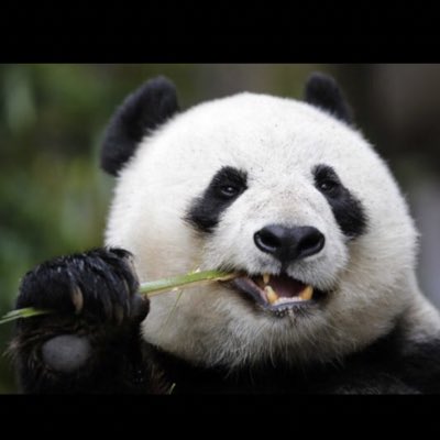 Vegas_BUN's tweet photo. Me when that Tiesto beat drops. Hhhhready!!! @NMaggipinto @DocsLocs @jostenal @SpringerAndrew2 #bliss #freedom # https://t.co/TQfdlZnEUI