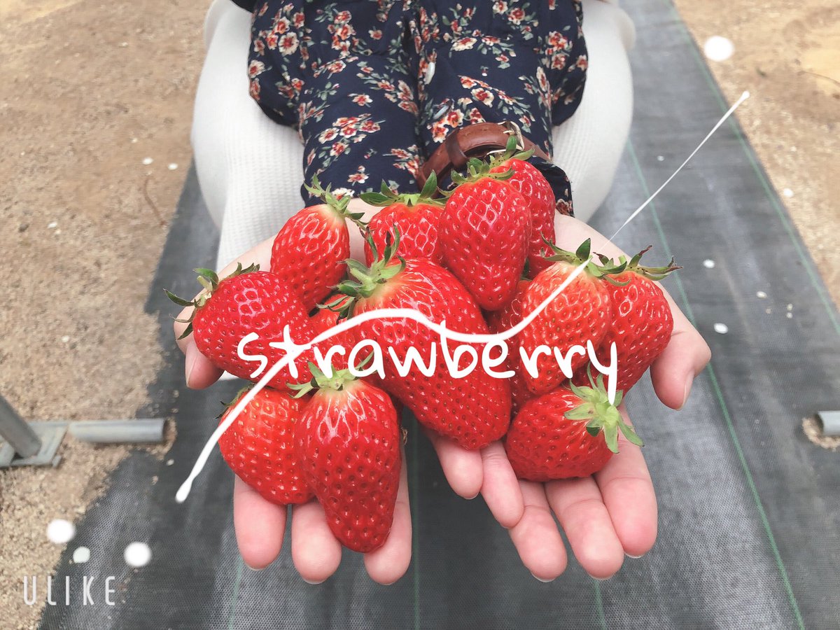 haruGN1129's tweet photo. 3.21.Thurs.⋆̩☂︎*̣̩☀︎

いちごめっちゃ美味しかった 🍓💭 https://t.co/94wTUlGZBa