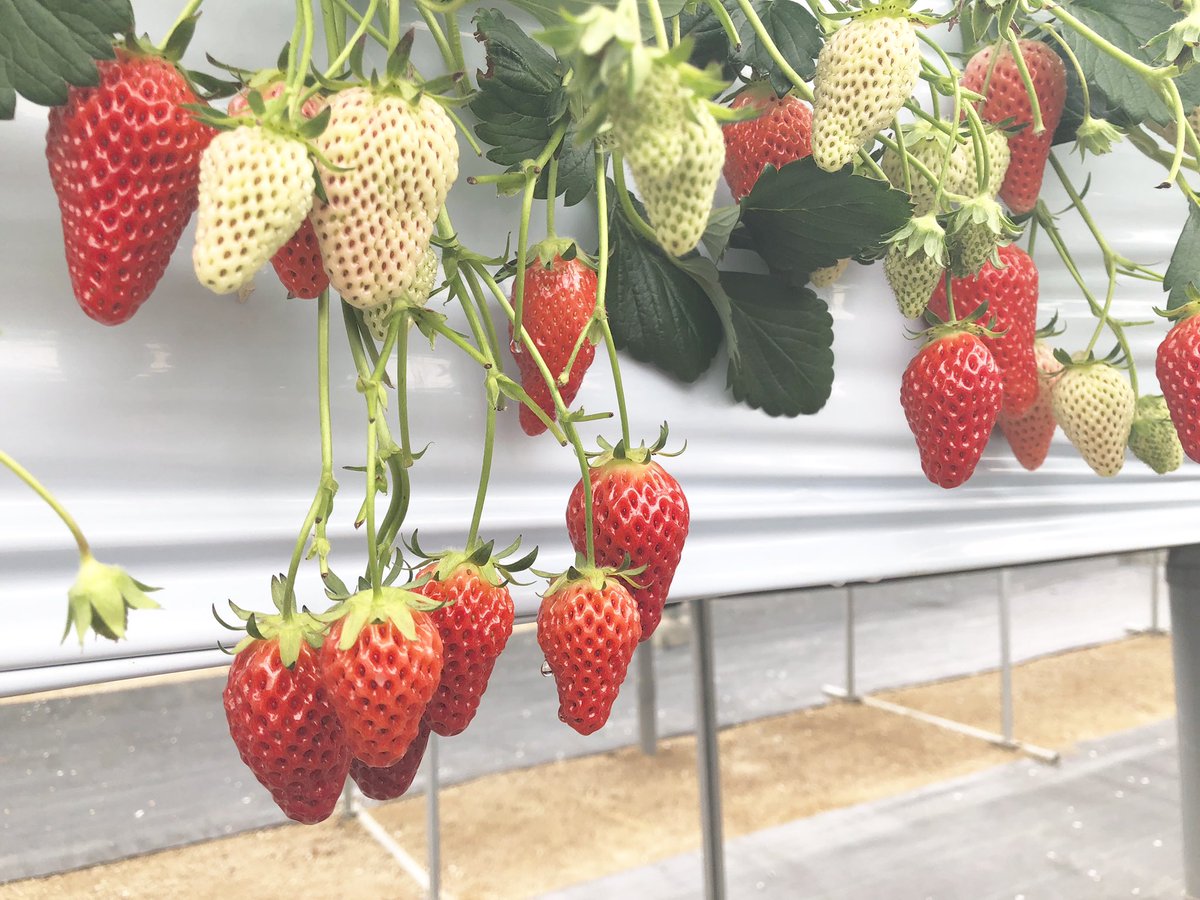 haruGN1129's tweet photo. 3.21.Thurs.⋆̩☂︎*̣̩☀︎

いちごめっちゃ美味しかった 🍓💭 https://t.co/94wTUlGZBa