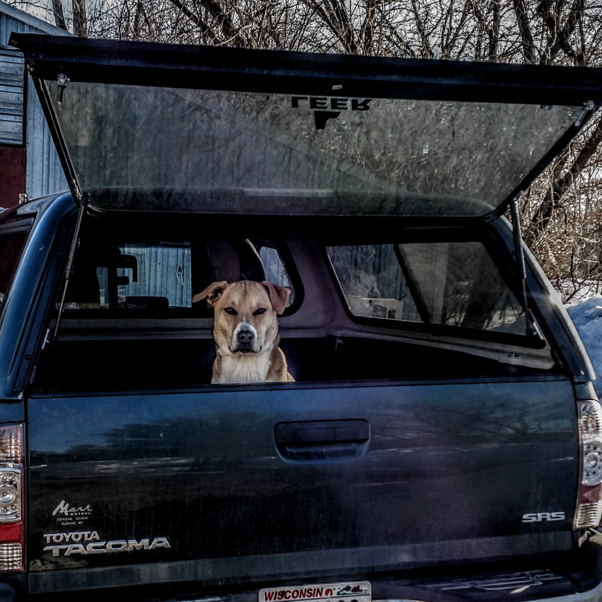 This my 'I mean business' look.  Any goose landing on my golf course will witness it and be afraid...be very afraid...
#goosedog #goosepatrol
#haileygoosedog #stevenspoint #wisconsin