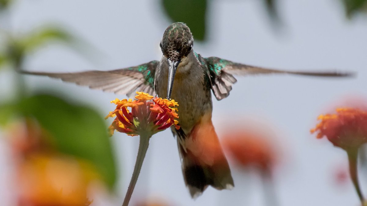 Flor y colibrí, un contacto íntimo que no dura más que un parpadeo.