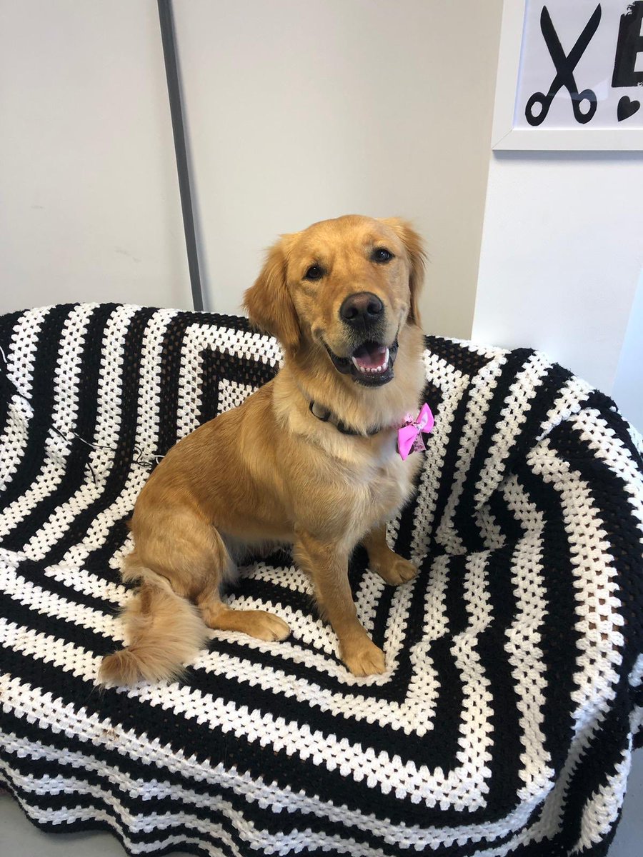 We love our job look at these happy dogs.