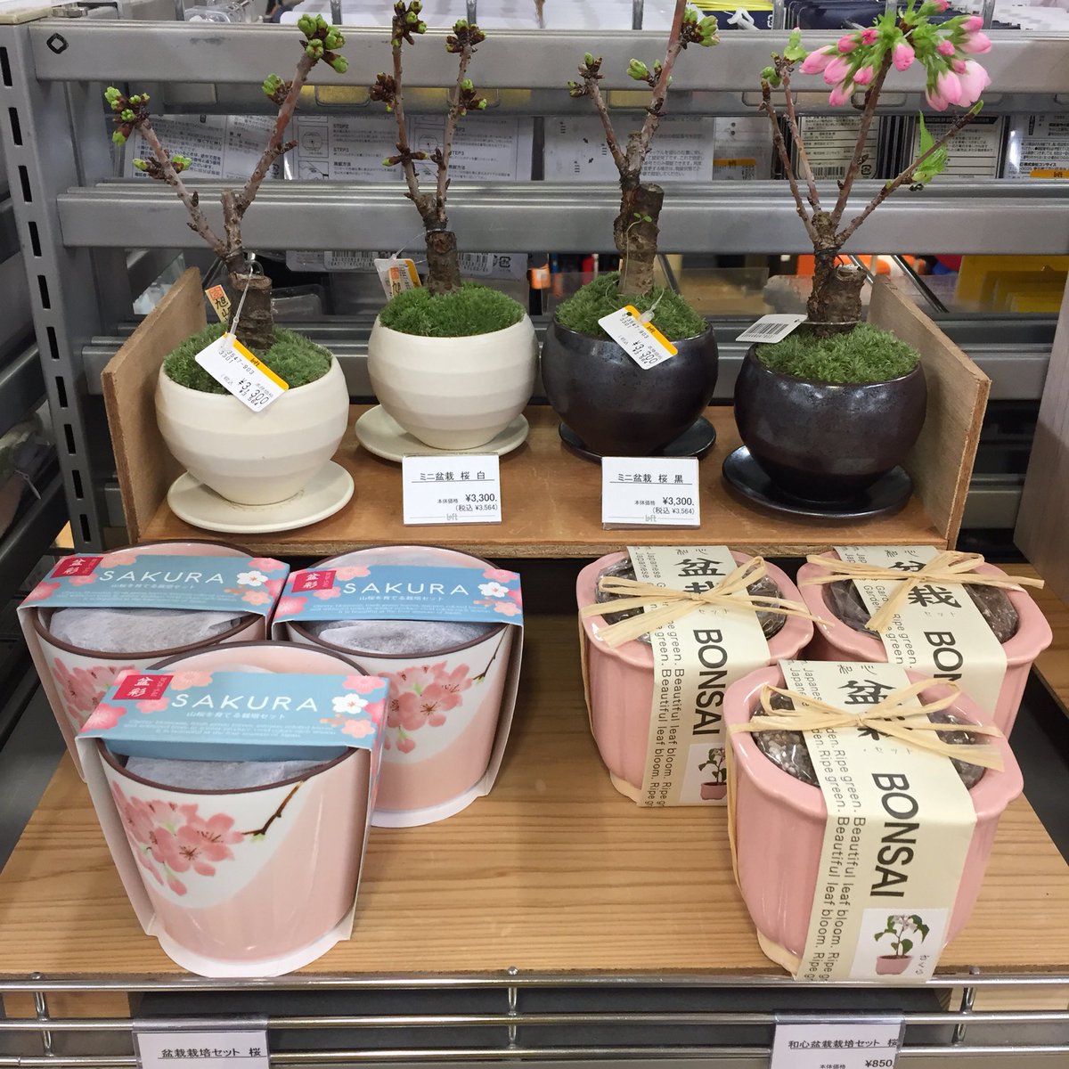 スパイ 無許可 苦味 桜 盆栽 ロフト Yabuiro Jp スパイ 無許可 苦味 桜 盆栽 ロフト Yabuiro Jp