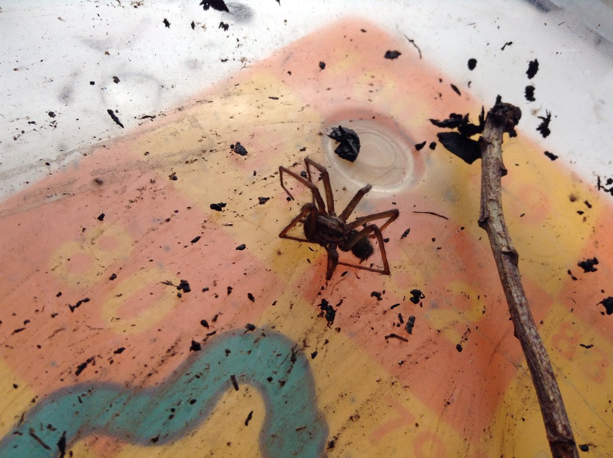KingsleyLpoolNR's tweet photo. Yesterday we found a spider the children called it 'Unees' we realised that she had two broken legs. We looked after her and gave her a place to stay. Today Unees has passed away so we spoke about death and how we can remember loved ones in our minds and in our hearts. ❤️ https://t.co/FRy7aDZo8V