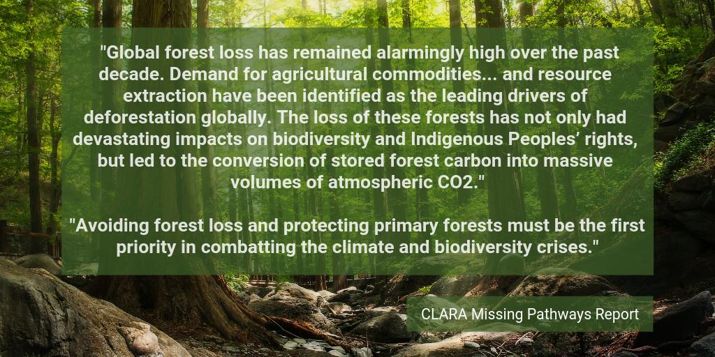 CLARA_Alliance's tweet image. On the #InternationalDayOfForests let&apos;s acknowledge how crucial #forest protection &amp;amp; restoration is for tackling climate change, rights issues &amp;amp; biodiversity loss. Yet the threats facing the world&apos;s forests are not to be underestimated. #MissingPathways climatelandambitionrightsalliance.org/report