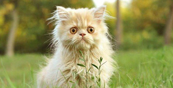 Oh you poor thing, how could we say no to you? Easy...No....Non..No way, nopety no no no. See? That wasn't hard...Improvisation for Humans, not emotionally blackmaling kittens. 2nd Tues of the month at The Ship &amp; Mitre, see the website for details, link in bio
#nothuman #meow