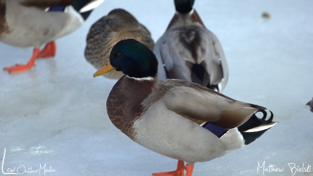 LCWaterfowl's tweet photo. Drake Mallard aka The Boss !!
#hunting #wildlife #duck #duckhunting #lastcallwaterfowl #lcwoutdoormedia #drakemallard #mallard https://t.co/bBCC9YGj1J