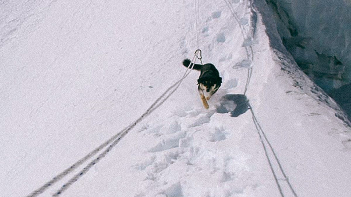 BringFido's tweet photo. Mera recently became the first #dog to reach the summit of the Himalaya's #Baruntse, a 23,389 foot peak! #dogsthatclimb #dogsthathike #mountaindog #Himalaya #adventuredog https://t.co/9dZwJnzSzy https://t.co/mmJ1WuWWdj
