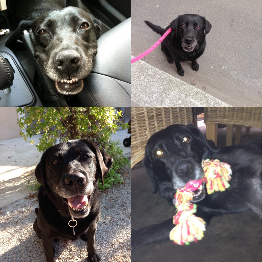 Il ne te juge jamais , il t’aime sans compter , il est toujours heureux de te voir , il te regarde tendrement , rien ne replace l’amour d’un animal adopté  . Adoptez avant d acheter  ne les laissez pas dans leurs cages . Rien ne vous donnera plus de bonheur ..#vega #adoption