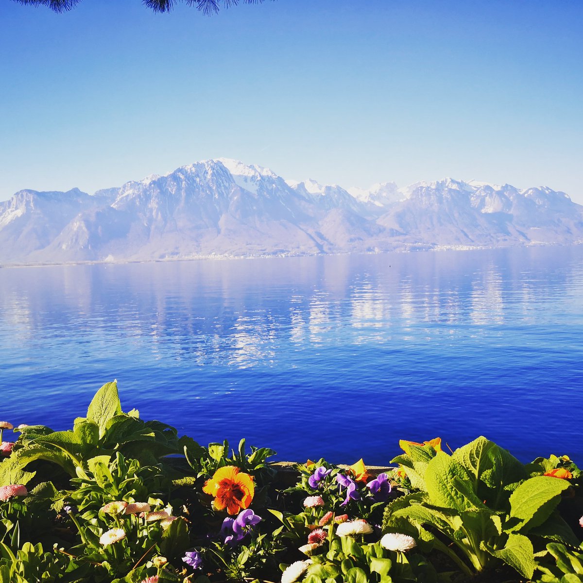 Happy Springtime 🌺 joyeux printemps 🌷 Frohe Frühling #MontreuxRiviera #Switzerland #lacleman #lakegeneva #inLOVEwithSWITZERLAND