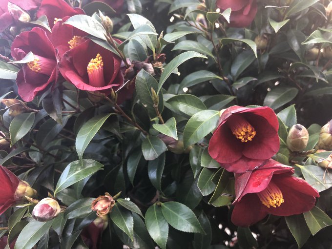 椿のtwitterイラスト検索結果 古い順