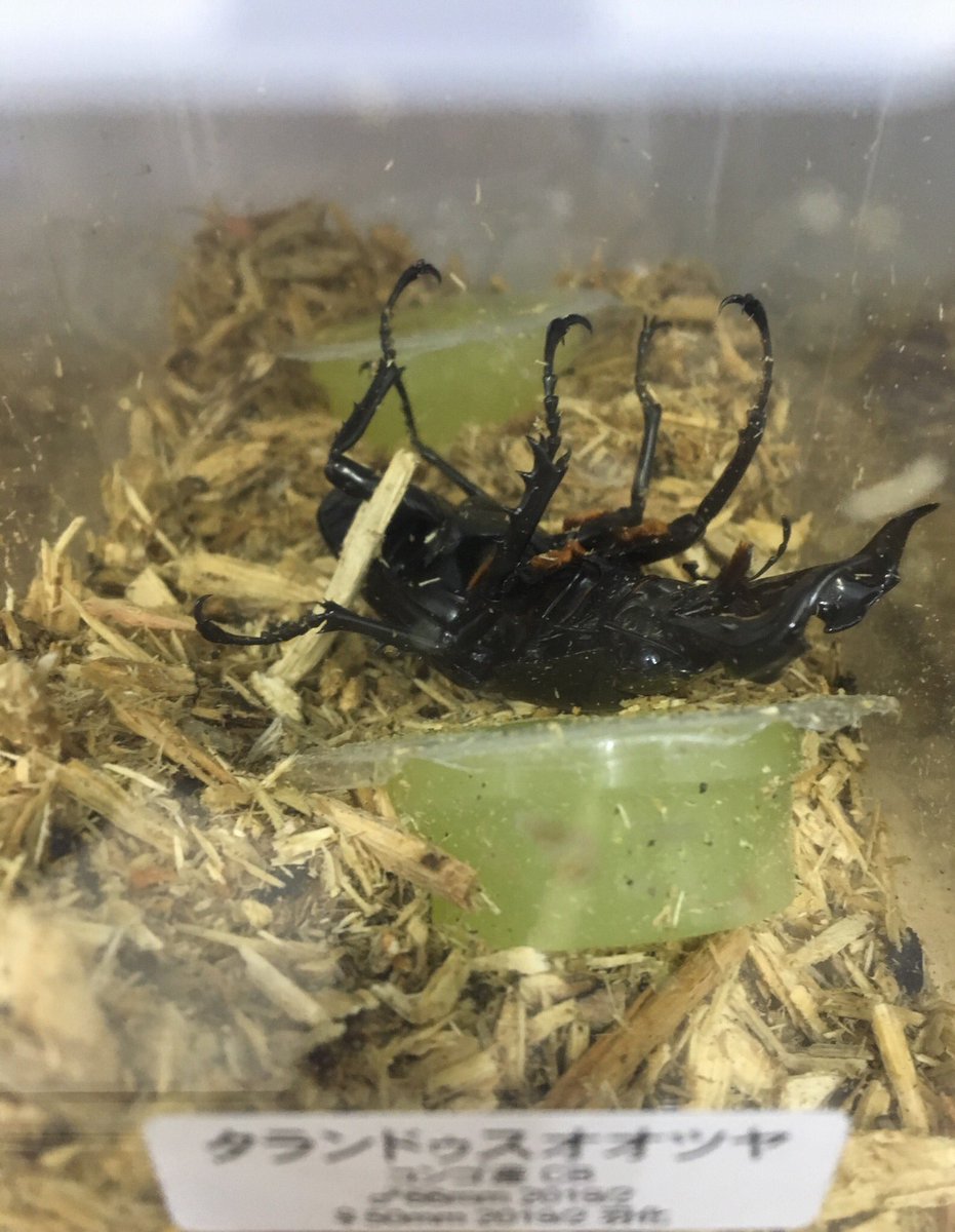 なみぞう 昆虫ショップ虫どん むいどん Auf Twitter 今日も一日お疲れ様でした 今日の癒しは新成虫タラレギちゃん３発 んもぅ 心臓に悪い寝相をするんだから ﾞﾟ Wﾟ 昆虫ショップ カラーズ タランドゥスオオツヤクワガタ レギウス