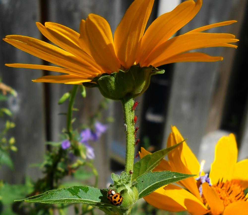 MFPunkAssBitch's tweet photo. even the smallest of creatures create shadows under a noonday sun
these tiny aphids didn't seem concerned about a predatory ladybug beetle lurking below 🐞maybe they knew it was waiting for its lunch date or conserving energy in my garden during #heatwave2018 'twas a doozy #TBT https://t.co/60mqsICMjG