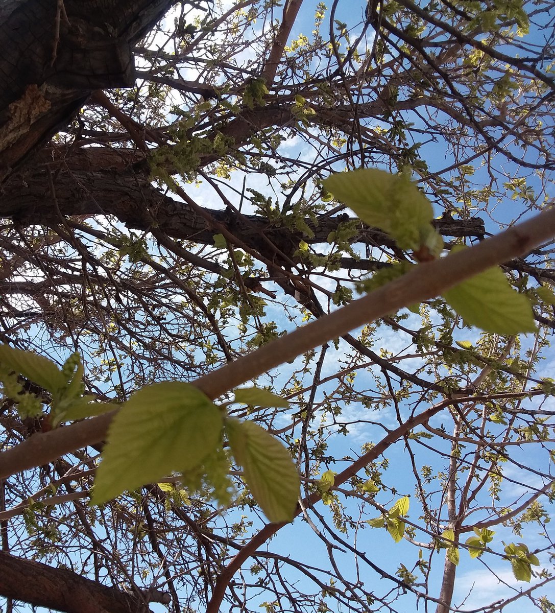 ChristinaFan77's tweet image. The leaves are starting to form on the trees! @MI_Gardener #Springisapproaching #soexcited