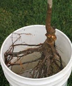 Bareroot plants - what are they?  how do I plant them?  Can they save me money?  All on Garden Bite today!  #barerootplants #gardening #mngardening #wigardening gardenbite.com/barerootin-3/