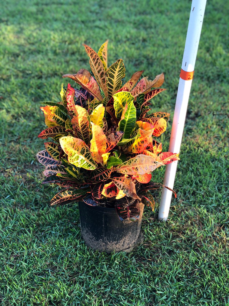 jsjunlimited's tweet photo. Croton "Petra" 1 gallon available at our landscape supply yard. #groveland #clermont #orlando #jsjunlimited 

#landscapesupply #croton #perta #crotonpetra #springisnear https://t.co/Gfi5dm5g0p