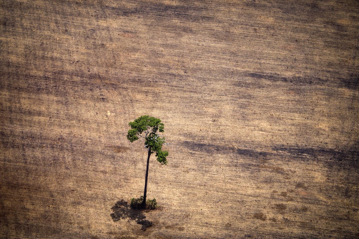 destandaard's tweet photo. Te veel bos sneuvelt voor onze import https://t.co/rBd8Lcry1W https://t.co/fjWSJbTw26