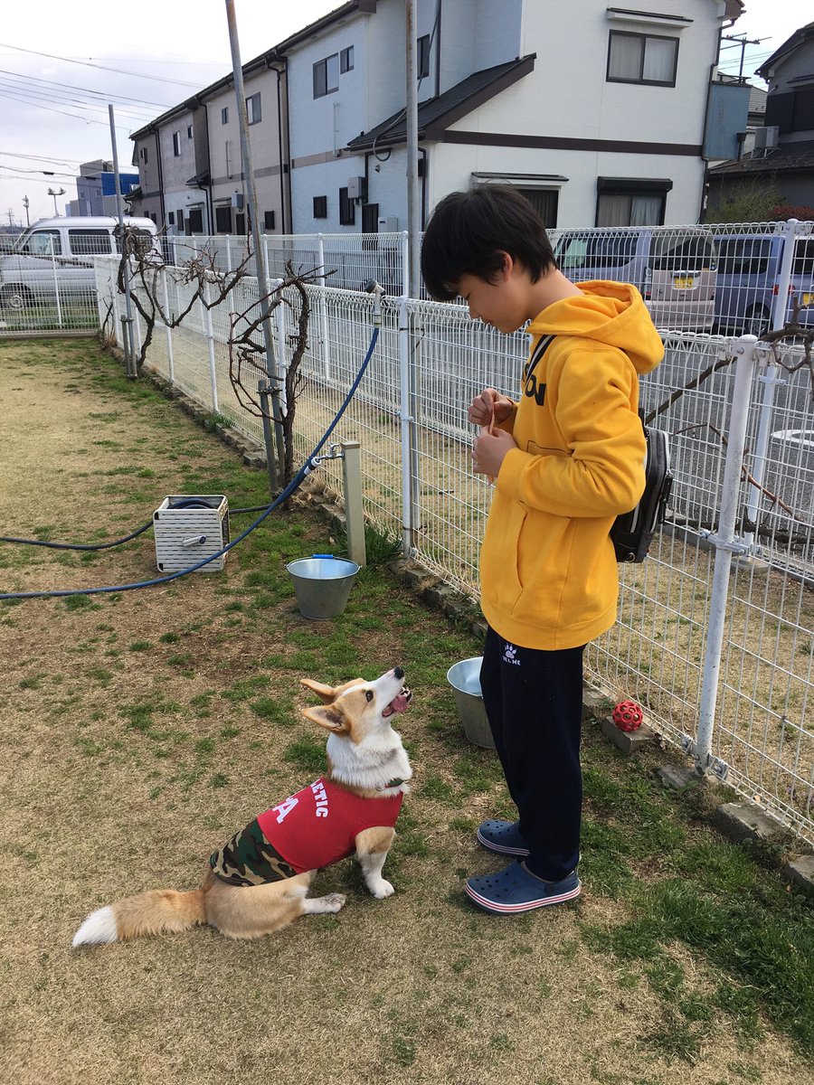 Off Of Corgi Corgiof Twitter