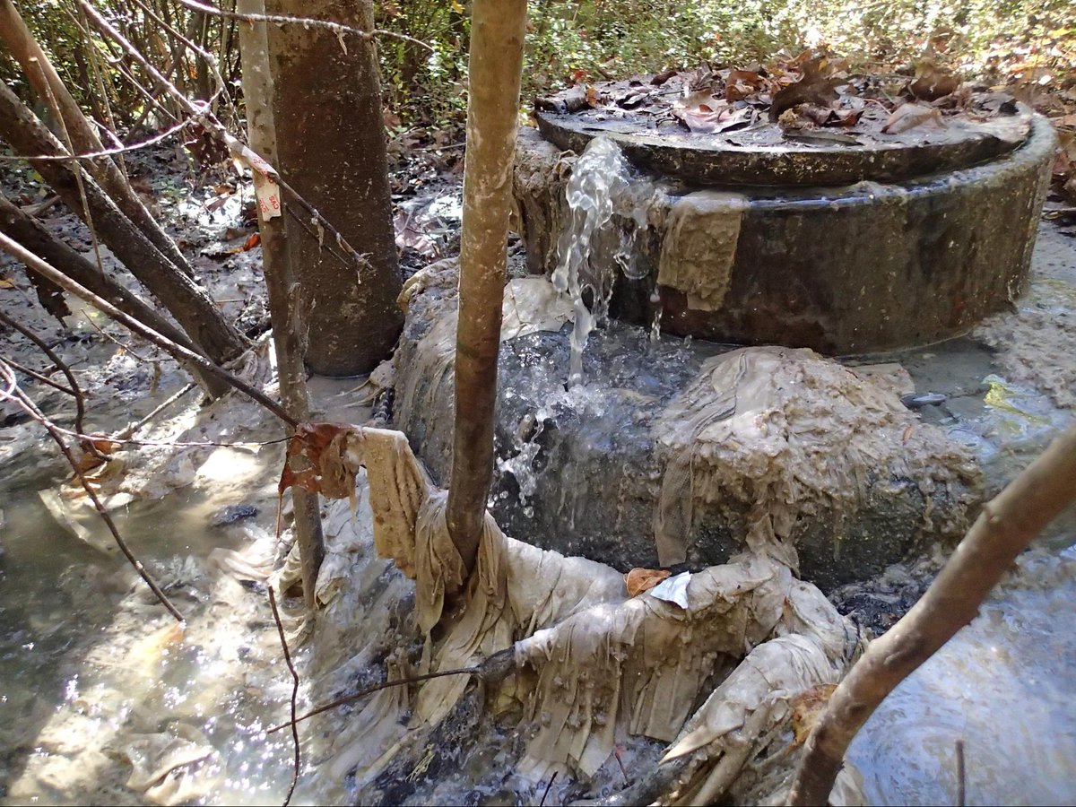 athscicafe's tweet image. #AthensScienceObserver writer Karen Bobier looks at how flushable wipes may not be so flushable! #scicomm #BeASewerHero #wipes #pipes @AccWaterWarrior @CRKeeper
@savriverkeeper

athensscienceobserver.com/2019/03/21/not…