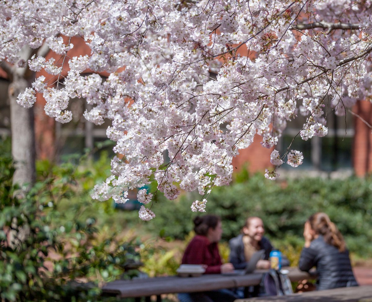 GTRI's tweet photo. Hello spring! These amazing photos were taken by GTRI Photographer Branden Camp around Georgia Tech's campus. #Springisinbloom https://t.co/xSkJHRf1bK