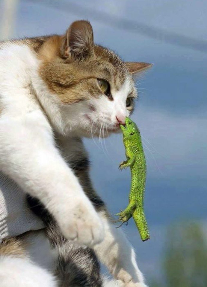 Открытки, прикольные картинки укусов