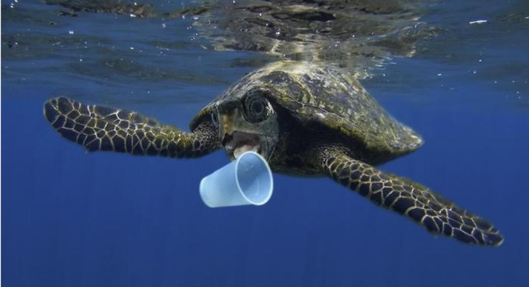 Seefa_sofa's tweet photo. Don't let this tortle drinks in your glass again ! Reduce #plasticinthesea with your see'fa #sofa !
#cleantheocean #savetortles 
#chillandmakeagoodaction https://t.co/SNAVxniUSg