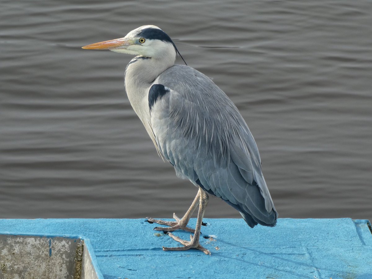wildswimmer67's tweet photo. Shades of Stornoway Blue today...#Stornoway @weloveSY @VisitScotland #VisitScotland @storno_bay @stornowayblone @SyHarbour #OuterHebrides #blue #heron #harbour #fishinglife @BBCScotWeather @OuterHebs @onthecliffedge  @honeybeeherbals @CalMacFerries @anlanntair @juliefowlis https://t.co/FG8rZ2xd7b