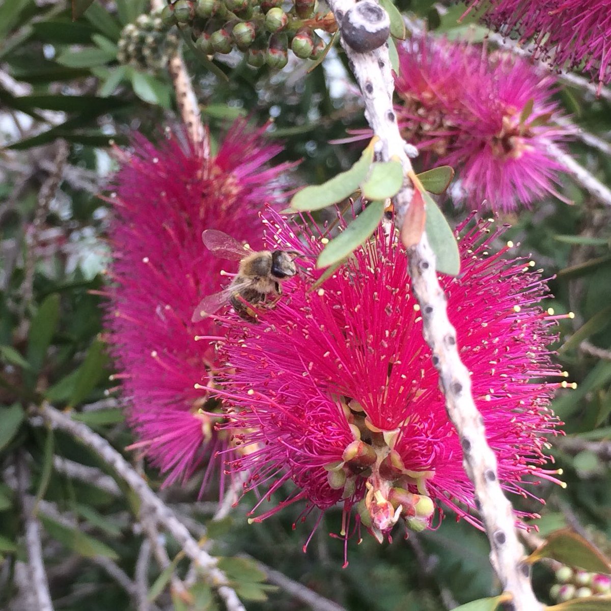 Sangria1992's tweet photo. My bottle brush brings all the boys to the yard. #bottlebrush #bees #growforbees #savethebees 🐝 #firstdayofspring https://t.co/uxQdTRuHWc