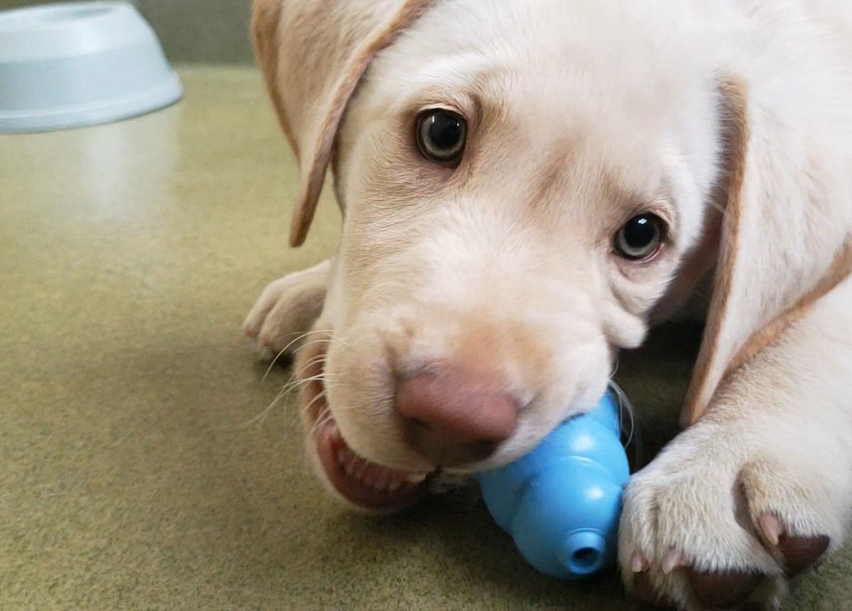Puppies will eventually have 28 "baby" teeth.  What your puppy learns to chew on at this early age will tend to be what they look to chew on for the rest of their life.
#puppyplaytime #puppydaycare #onestoppetcare #wehavethebestjob #weloveyourpets💕 #townandcountrypetcarecenter