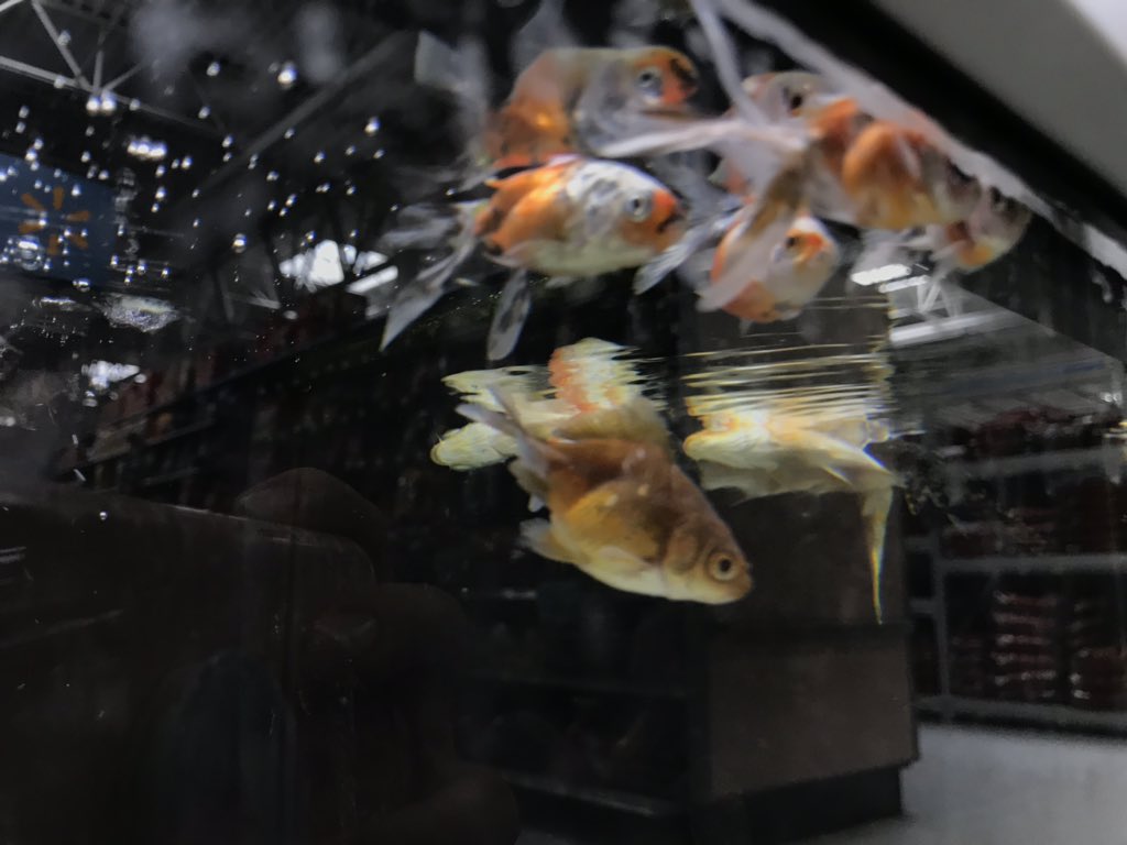 madisoncookk_'s tweet photo. PSA!! Walmart does not take care of their fish. They have more dead/sick fish in their tanks, then alive/healthy ones. https://t.co/ifi6T0u1Yy