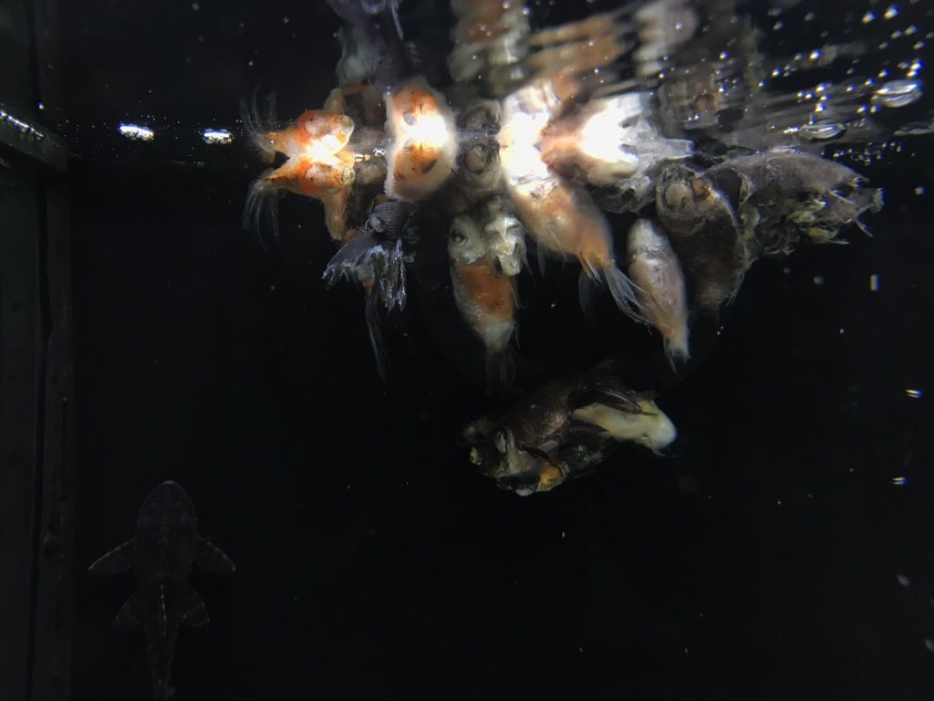 madisoncookk_'s tweet photo. PSA!! Walmart does not take care of their fish. They have more dead/sick fish in their tanks, then alive/healthy ones. https://t.co/ifi6T0u1Yy