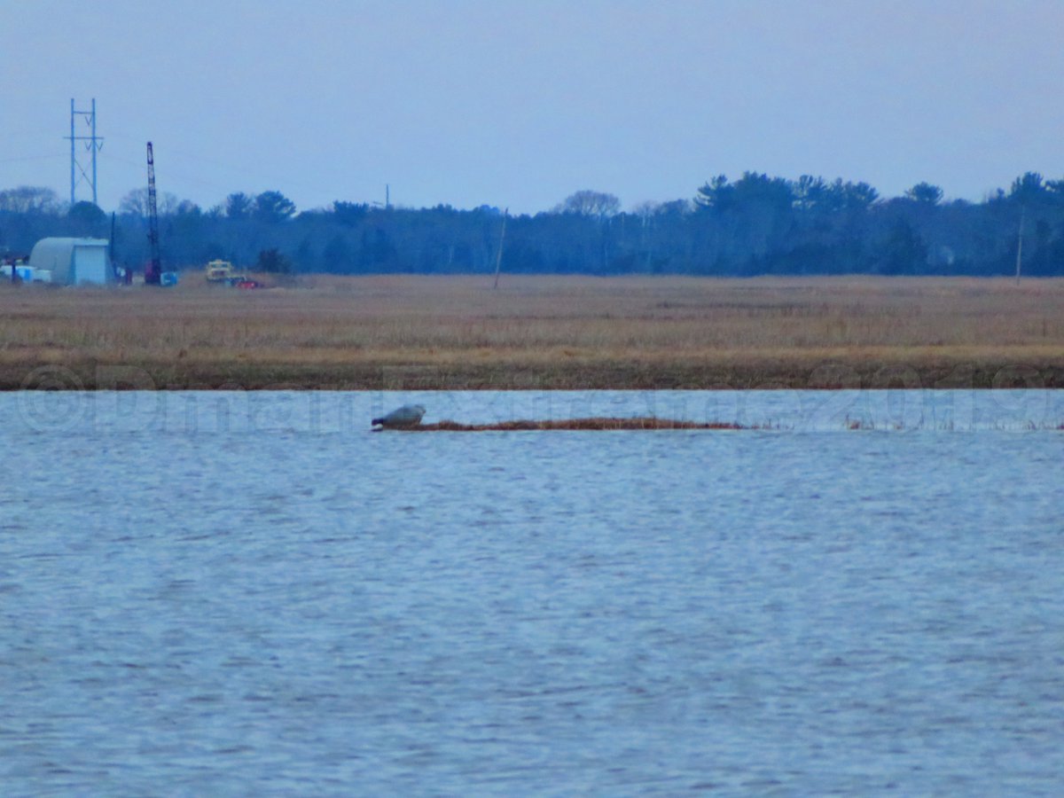 Dmanextreme's tweet photo. While fishing the marsh with @ReelMaxLife this seal decided to take a rest. https://t.co/M2xBAVVeAG