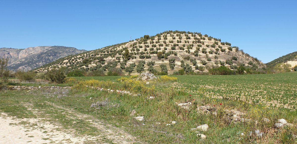 Olivenanbau westlich von Granada.