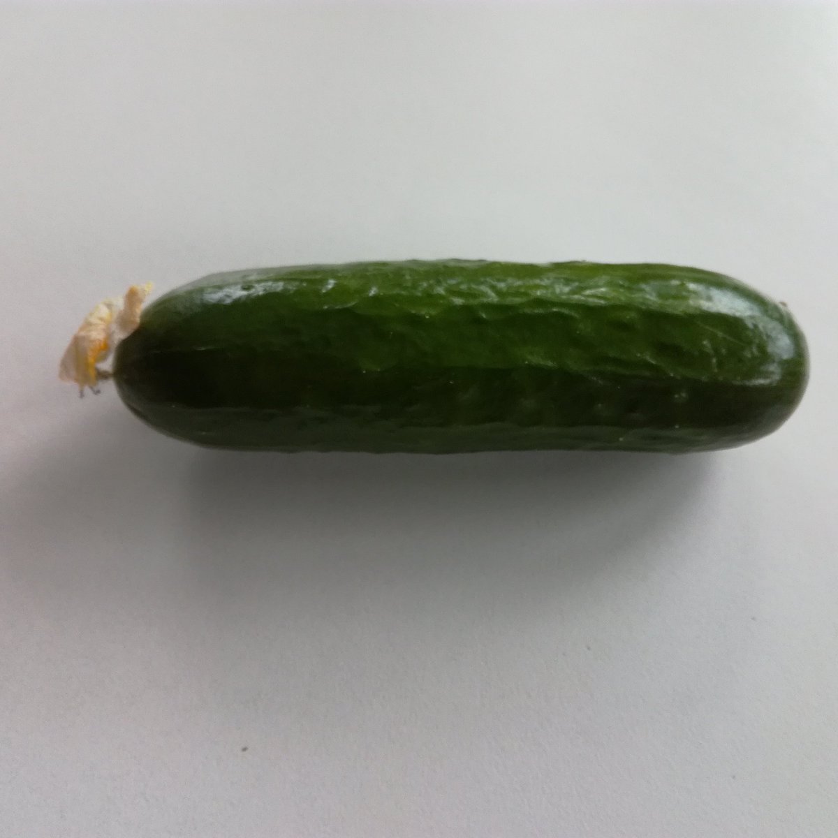 AnnaConradson's tweet photo. Idag har vi provsmakat picolino grukan som är odlad i tvättstugefönstret. Riktigt god kommer garanterat odla den fler gånger.

#självhushållning #skörd #inomhusodling #gurka #picolino https://t.co/NEaD0Zuwmc