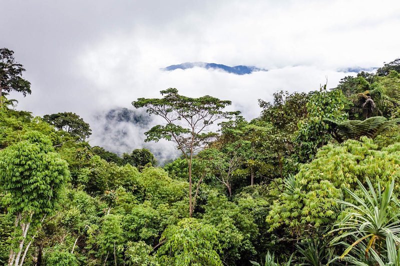 shawnheinrichs's tweet photo. Rainforest in Arfak Mountain region of West Papua. 50 yrs ago 82% of Indonesia was covered with forests but in last decade has dropped to 48% due to relentless deforestation for paper &amp; palm oil plantations &amp; mining. #ProvinsiKonservasi #ProtectWestPapua #InternationalForestDay https://t.co/KXVIrHRFdK